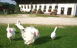 Puten auf dem Bauernhof