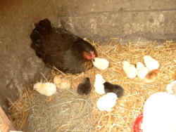 Bruthenne mit Küken